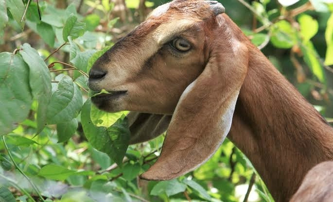 ছাগলে গাছের পাতা খাওয়াকে কেন্দ্র করে সংঘর্ষ, প্রাণ গেল একজনের